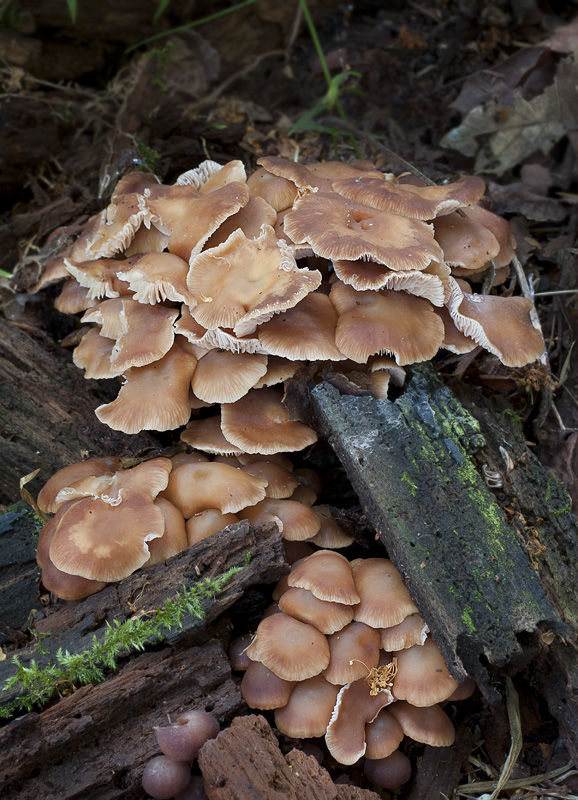 Gymnopus brassicolens